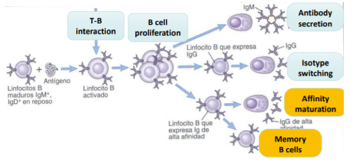 <p><span>antigen recognition thu BCR in addition to the recruitmnt of T cells for additional activator signals.</span></p>