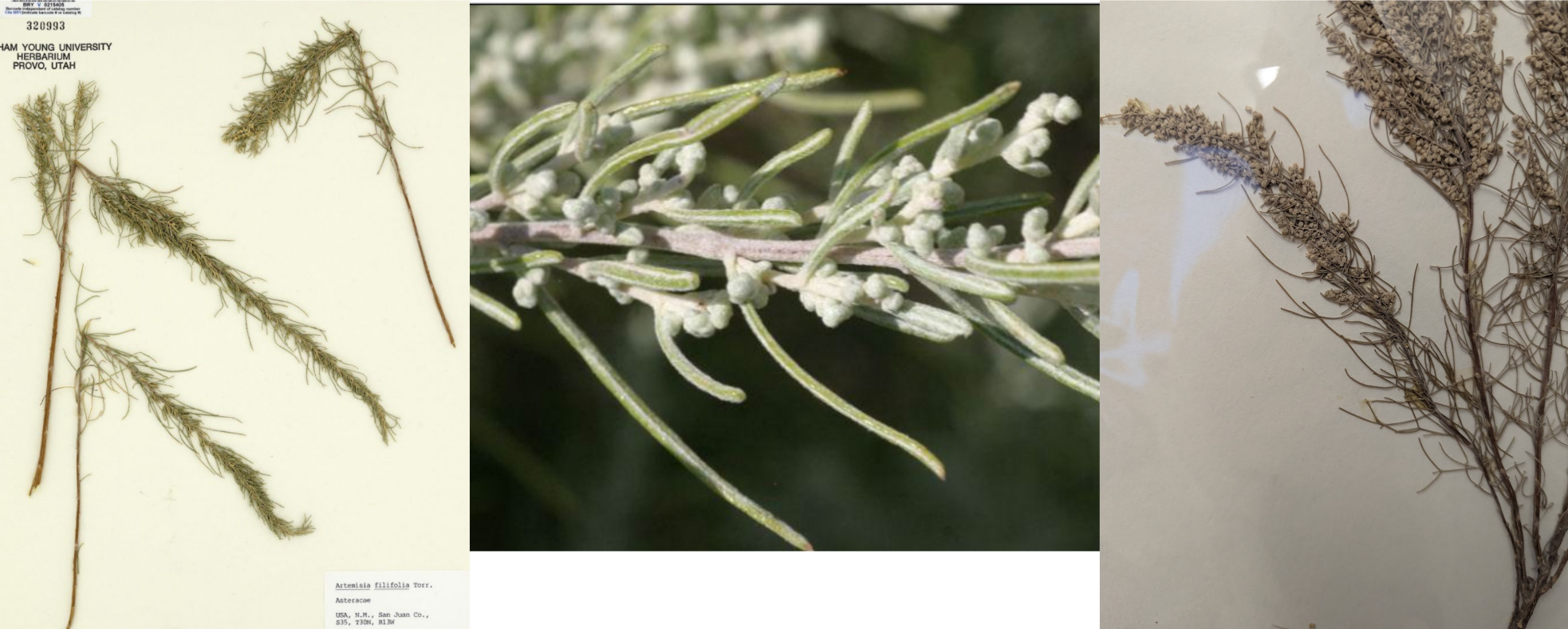 <p>Finley dissected, skinny leaves. Sometimes 3 long serrations</p><p></p>