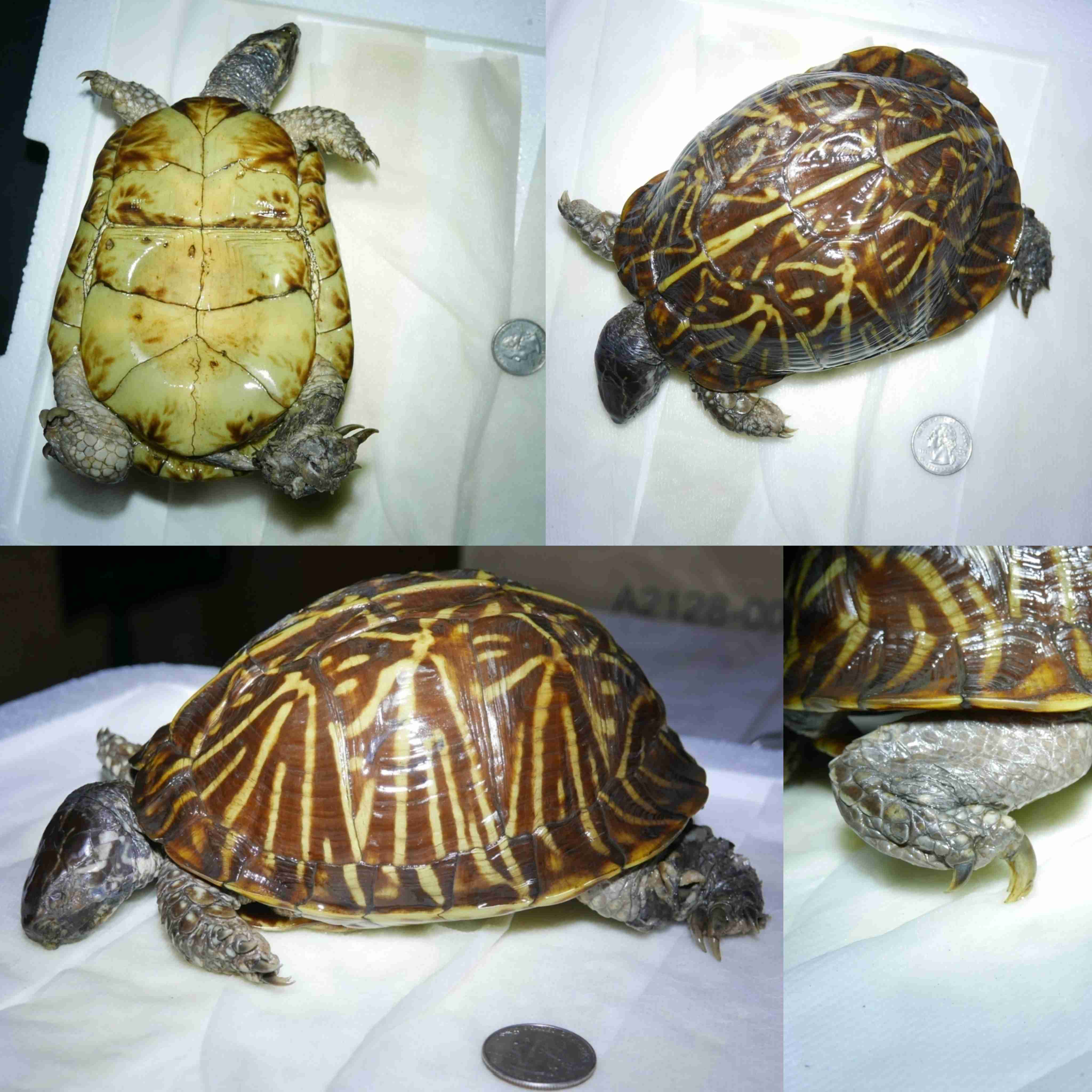 <p>What is the family and scientific name for this turtle?</p>