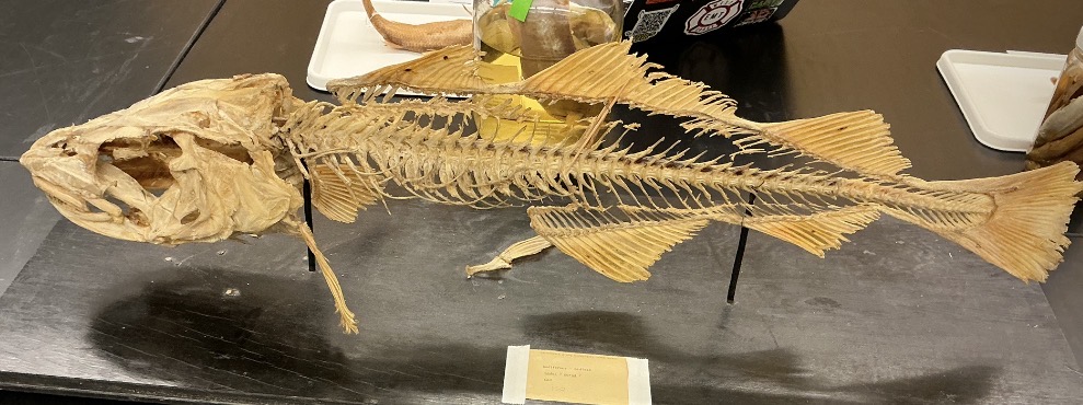 <p>Name the order</p>