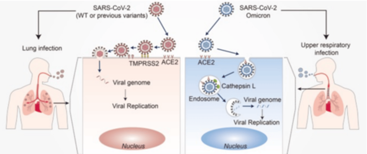 <p>Omicron spike did not require TMPRSS2 cleavage for efficient entry</p>
