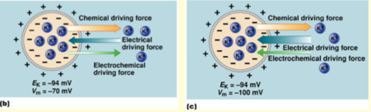 <p>(b) Ei &gt; Vm</p><p>Therefore, to bring the cell to equilibrium potential, you need to balance electrical driving force and you can do that by ion moving in direction of chemical driving force</p><p>(c) Ei &lt; Vm</p><p>**can only move positive charge, therefore</p><p>ion moves in direction of electrical driving force if Electrical driving force is going outside then it is the same charge</p>