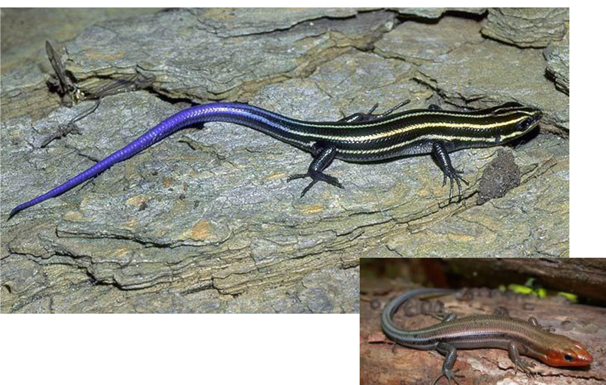 <p><span>what is this and what are its habitat and diet preferences</span></p>