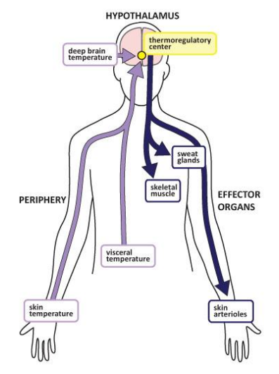 <p>If signal is out of range, integrating centre initiates output signal</p><ul><li><p>E.g. Hypothalamus sends message to skin, muscle &amp; sweat glands</p></li></ul><p></p>