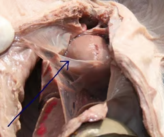 <p>What is the arrow pointing to? What’s it function? </p>