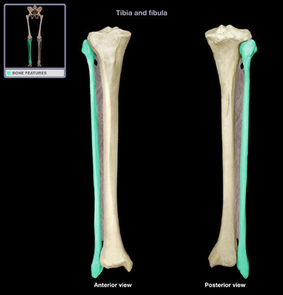 <p>calf bone,</p><p>The lateral and smaller bone of the lower leg</p>