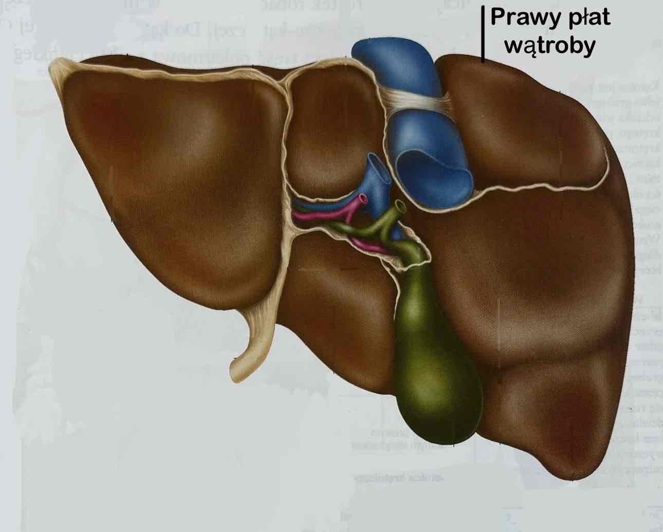 <p>Prawy płat wątroby</p>