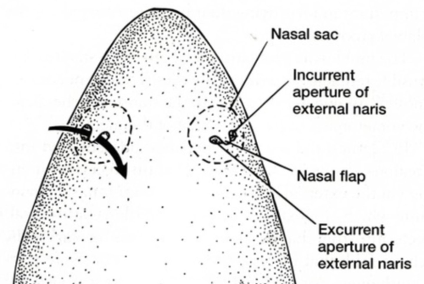 <p>Expel water after it passes over olfactory epithelium — Posterior openings of nasal passage on rostrum</p>