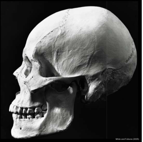 <p>Identify the mental eminence </p>