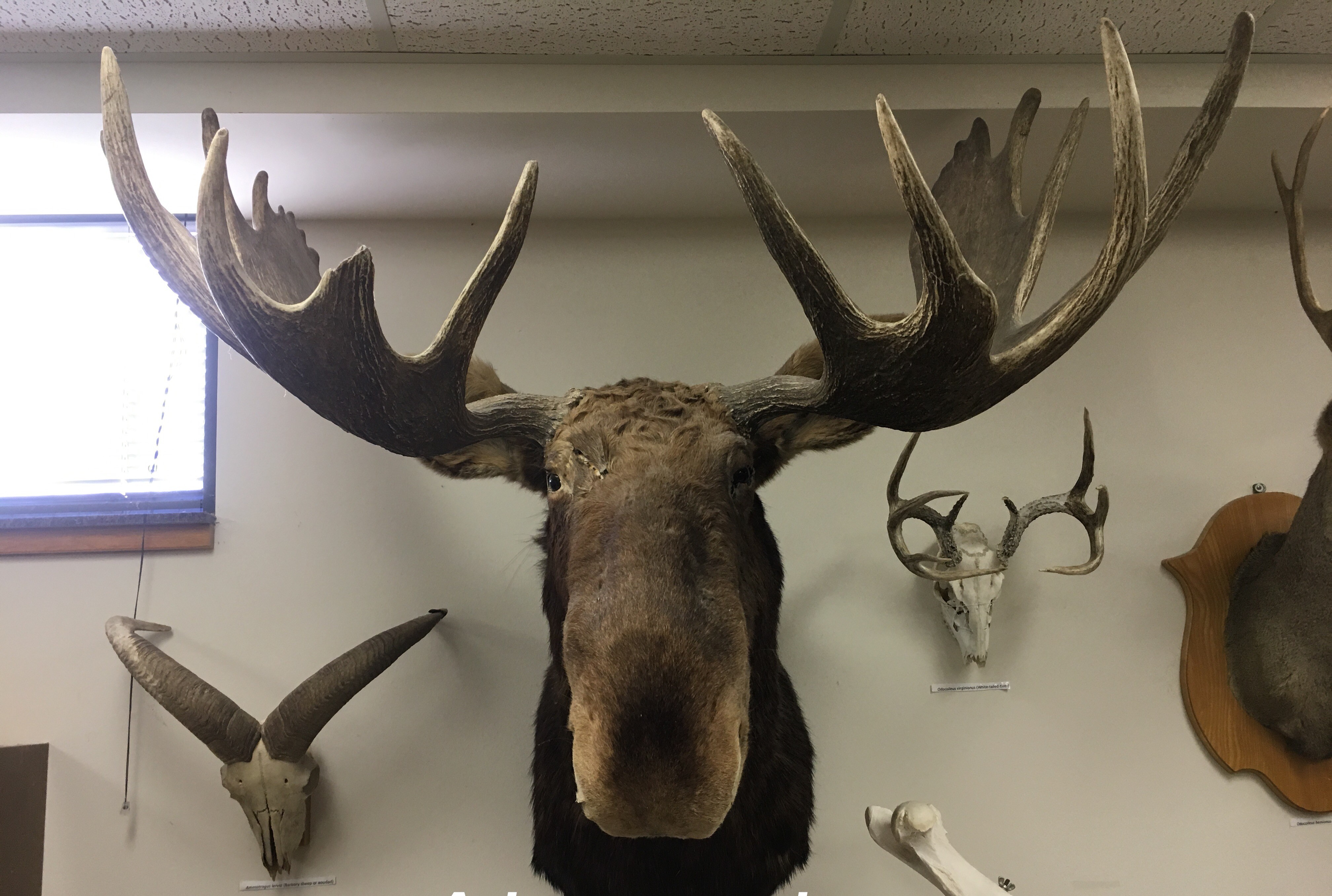 <p>Moose </p>
