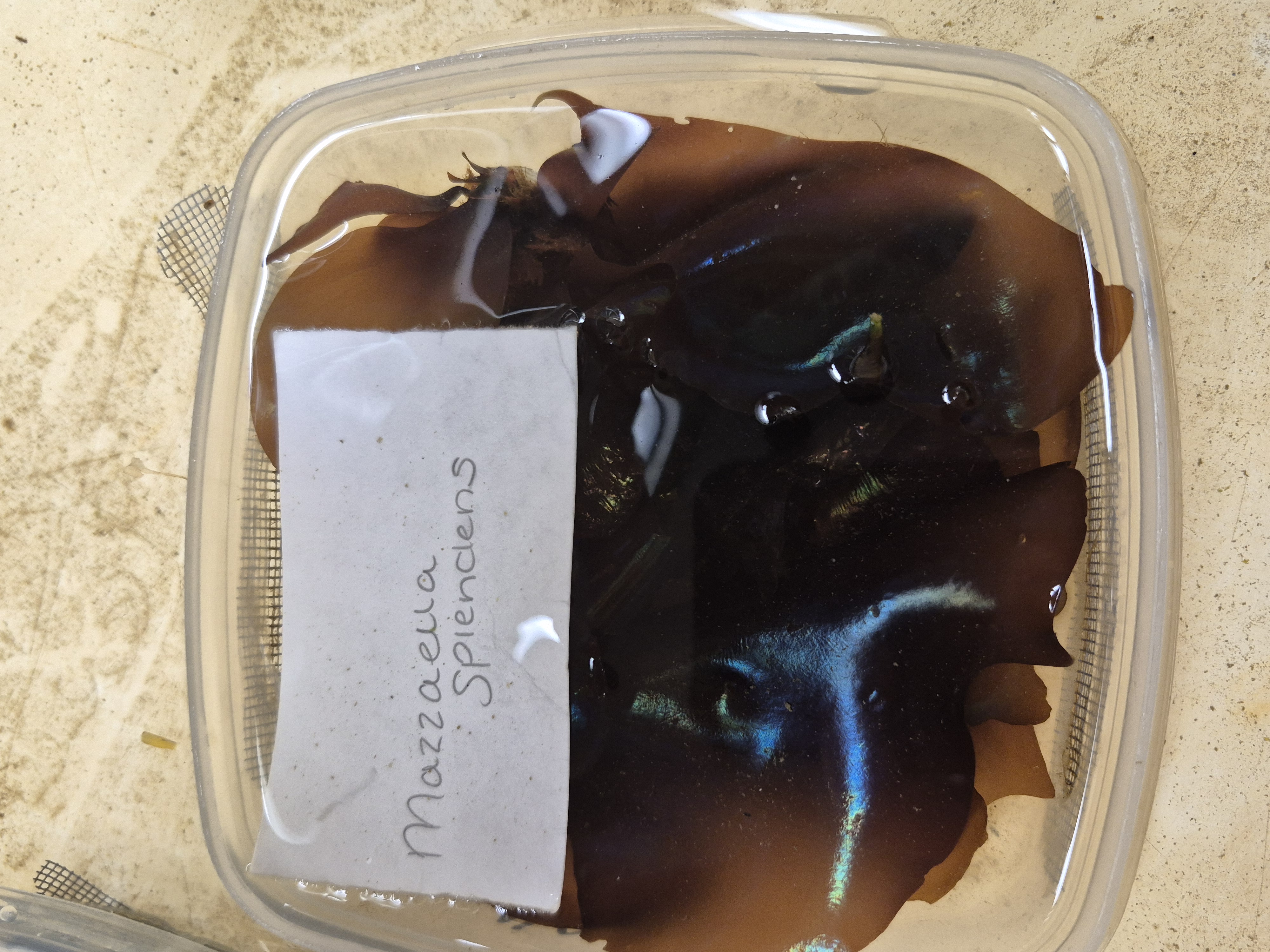 <p>mazzaella splendens</p>