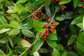 <p><span>Ilex cornuta cv. / Chinese Holly</span></p>