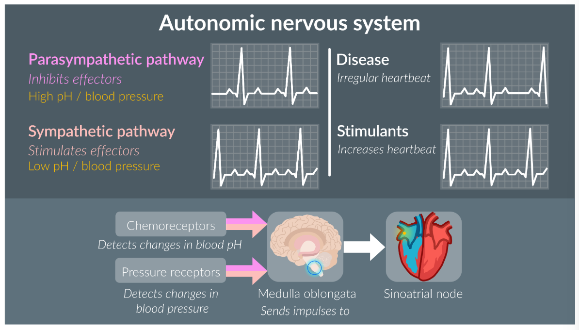 <p>Control of heart rate is part of the autonomic nervous system (subconscious activites). Where the parasympathetic pathway causes a calming effect, and sympathetic pathways readies the body for fight or flight response.</p><p>So, when a receptor is detected, the electrical impulse passes through to the Medulla oblongata (cardiac control centre) and sends these impulses to the SAN, which changes the rate of impulses fired by the SAN.</p><p>There are two types of impulses that send impulses to the medulla: </p><p>Chemorecpetors: located in the walls of blood vessels, and detect changes in blood pH</p><ul><li><p>When a low blood pH is detected (low oxygen, high carbon dioxide), the medulla obongata sends singles to the SAN, and this increases the heart rate.</p></li></ul><p>Pressure receptors: located in the neck and heart, they detect changes in the blood pressure</p><ul><li><p>When pressure receptors detect low blood pressure, the medualla obongata sends singles to the SAN to increase heart rate</p></li></ul><p></p>