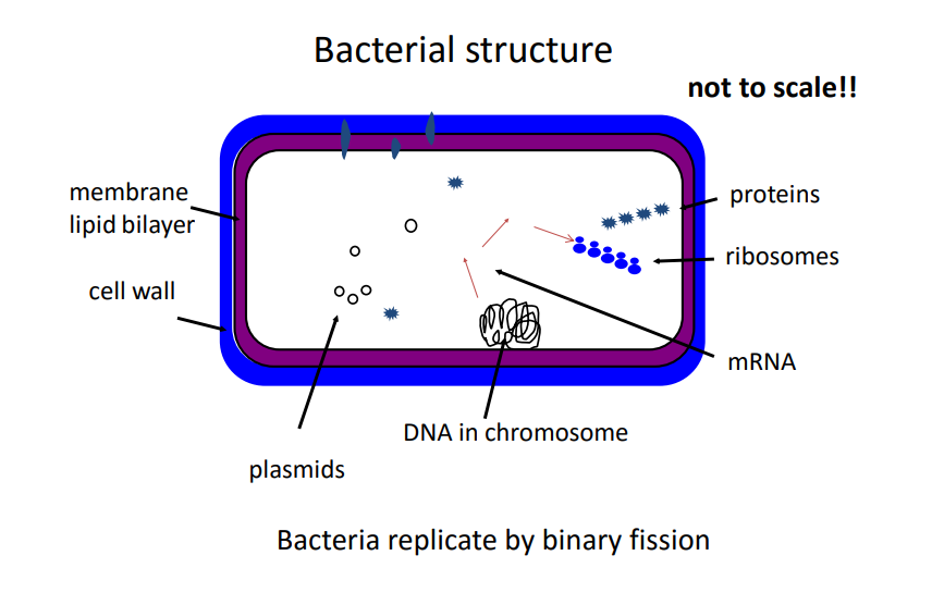 <p>living organisms - metabolically active,  reproduce , binary fission </p><p>plasmids code for a variety of things - antimicrobial resistance, virulence factors </p><p>some proteins that are produced become membrane associated proteins </p>