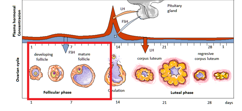 <ul><li><p>days 0-13</p></li><li><p>release of GnRH by hypothalamus</p></li><li><p>causes pituitary to release FSH and LH</p></li><li><p>stimulates release of estrogen </p></li></ul><p></p>