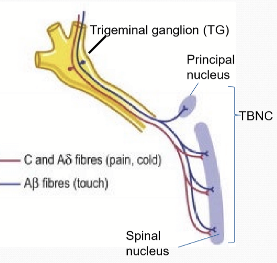 <p>They synapse in the caudal portion of the <strong>ipsilateral </strong>TBNC </p>