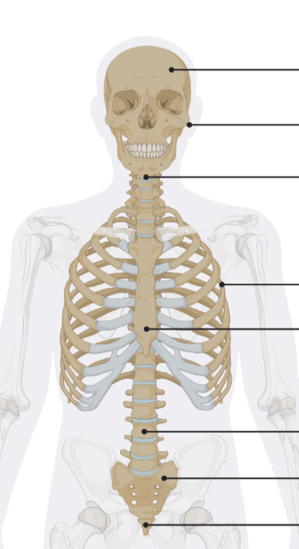 <p>Forms the central axis of the body and includes:</p><ul><li><p>Skull</p></li><li><p>Vertebral column</p></li><li><p>Rib cage</p></li></ul><p>Primary function: <strong>support and protection</strong></p>