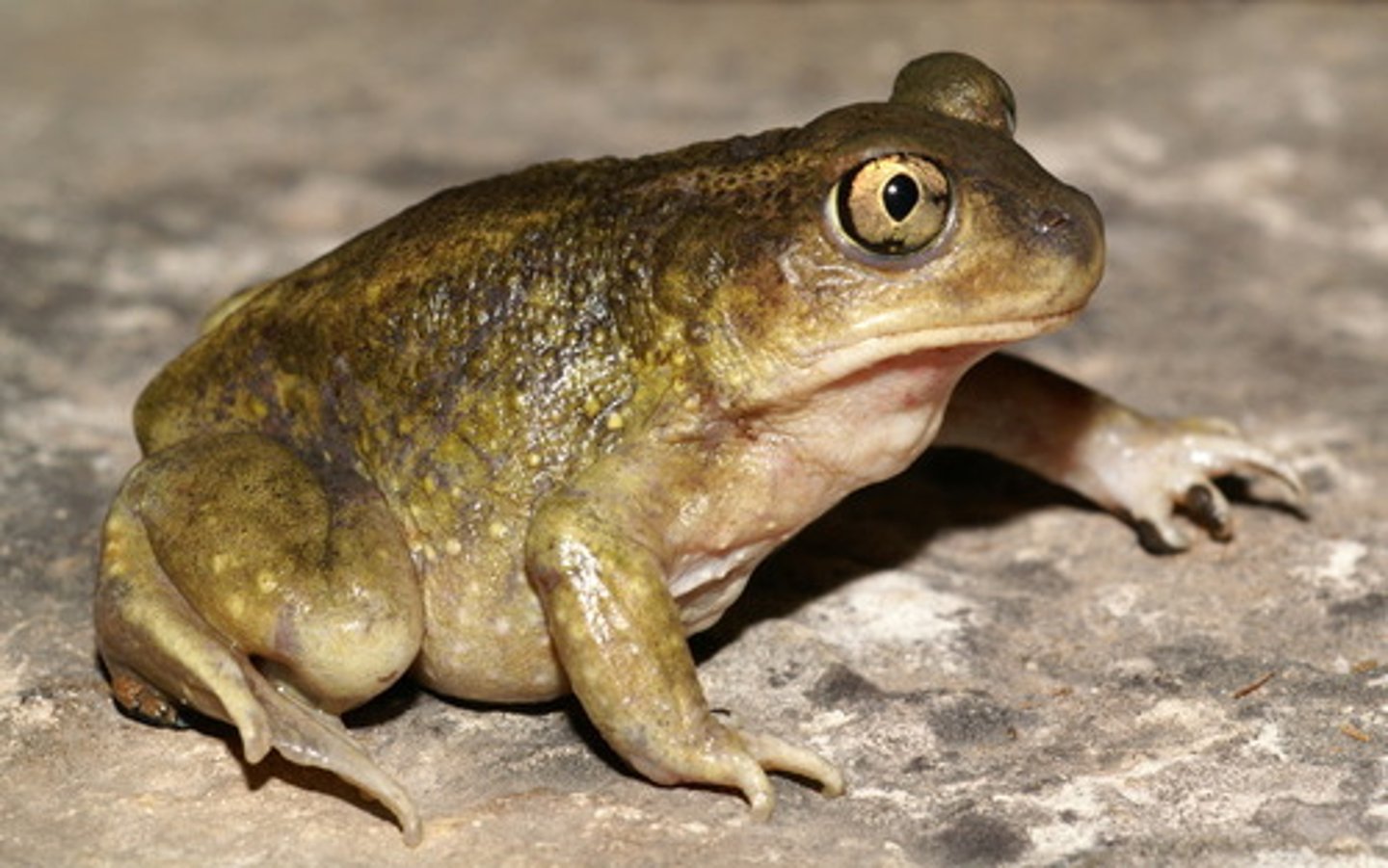 <p>-Warty but smooth skin</p><p>-Vertically oriented pupil</p><p>-Crescent shaped claws on hindfeet (burrowing)</p>
