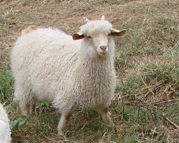 <p>hornless breed developed in the us from crossbreeding pygmy ana angora goats. produce three kinds of fleece: hand spinning, cashmere fleece, mohair fleece or a combination of two. cashmere hair is harvested by brushing. fleece doesn't coarsen with age. curious and docile nature and are easy to handle. they can also be used for dairy</p>