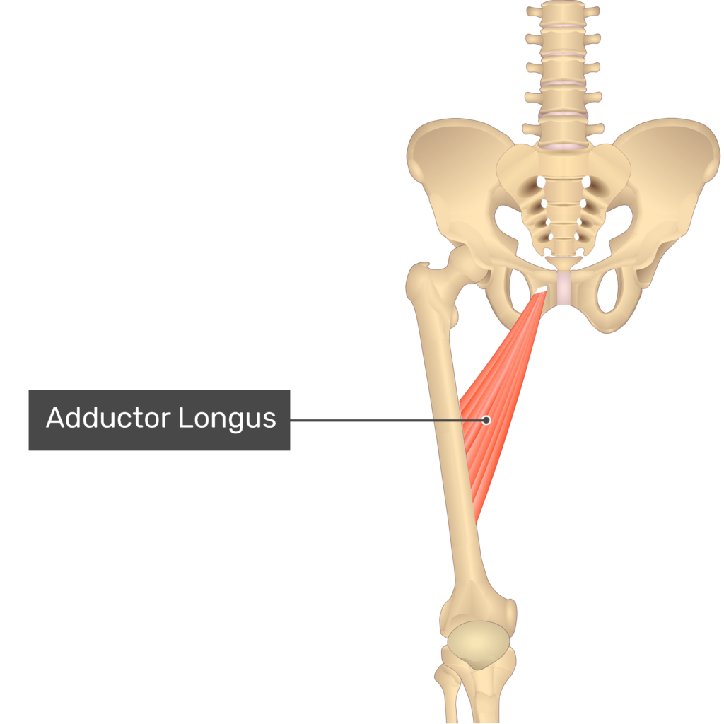 <p>Inserting at the linea aspera of the femur</p>