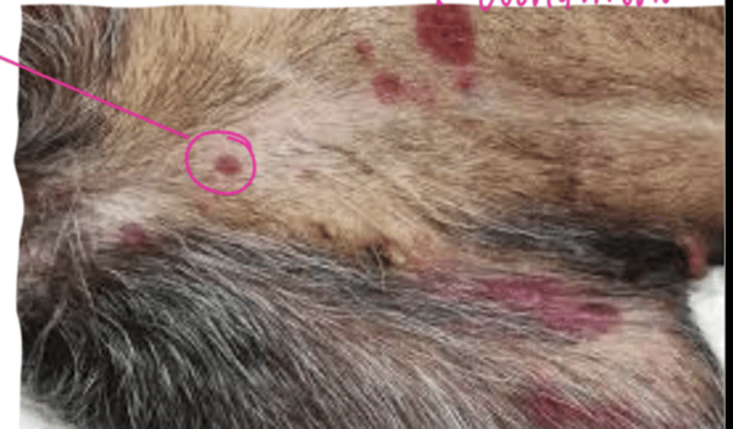 <p>what are these red dots?</p>