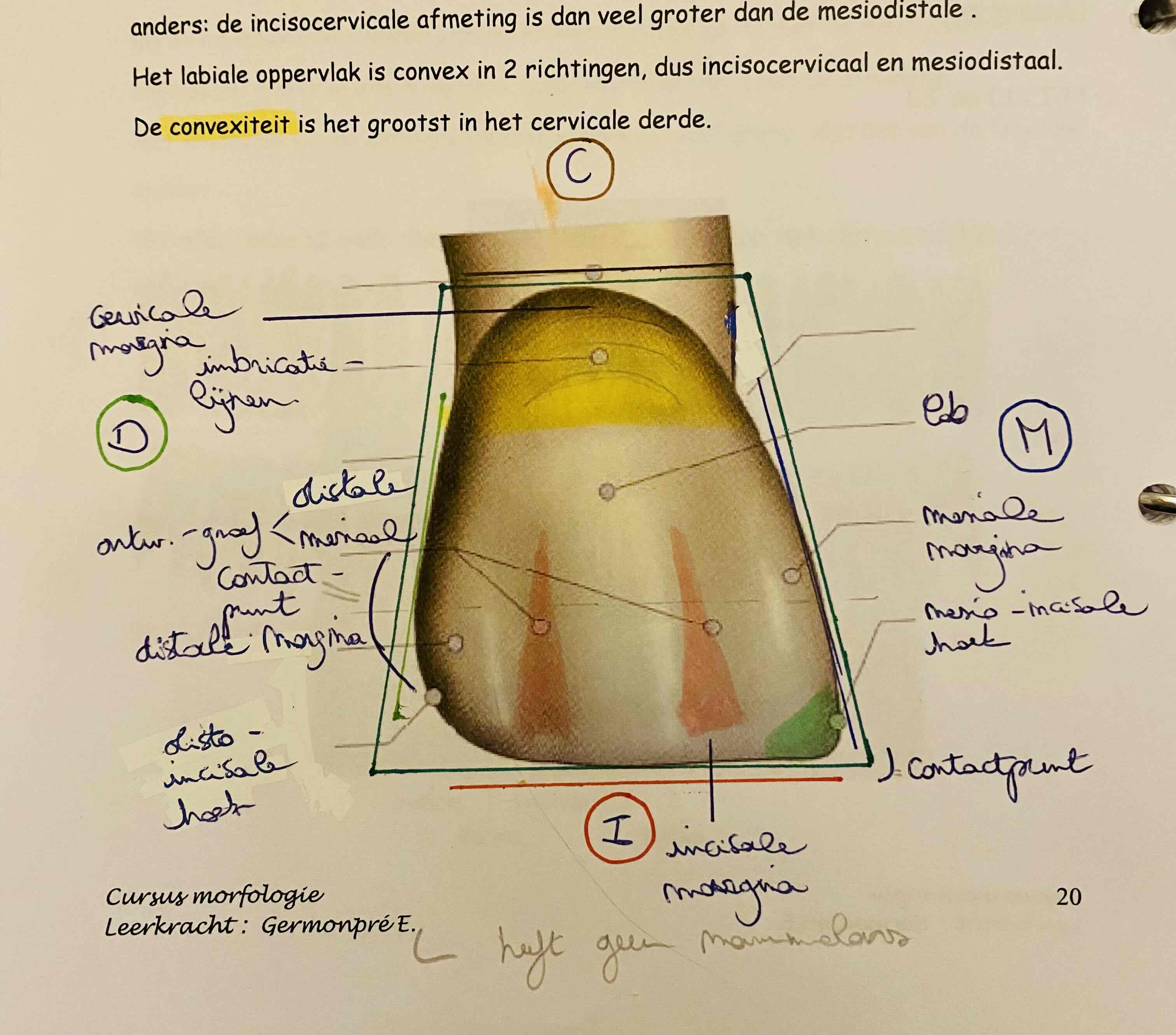 <p>Dunne lijntjes in mesiodistale richting ih cervicale derde. (= hollete zones)</p>