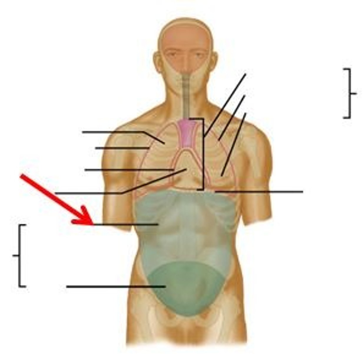 <p>Anterior (front) body trunk region inferior (below) to the ribs</p>