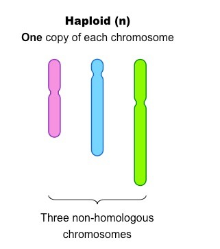 <p>1N</p>