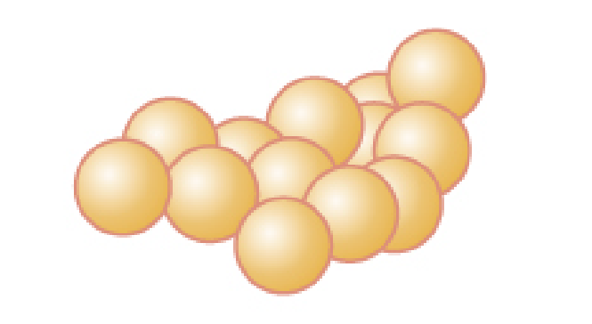 <p>Cluster of cocci</p>
