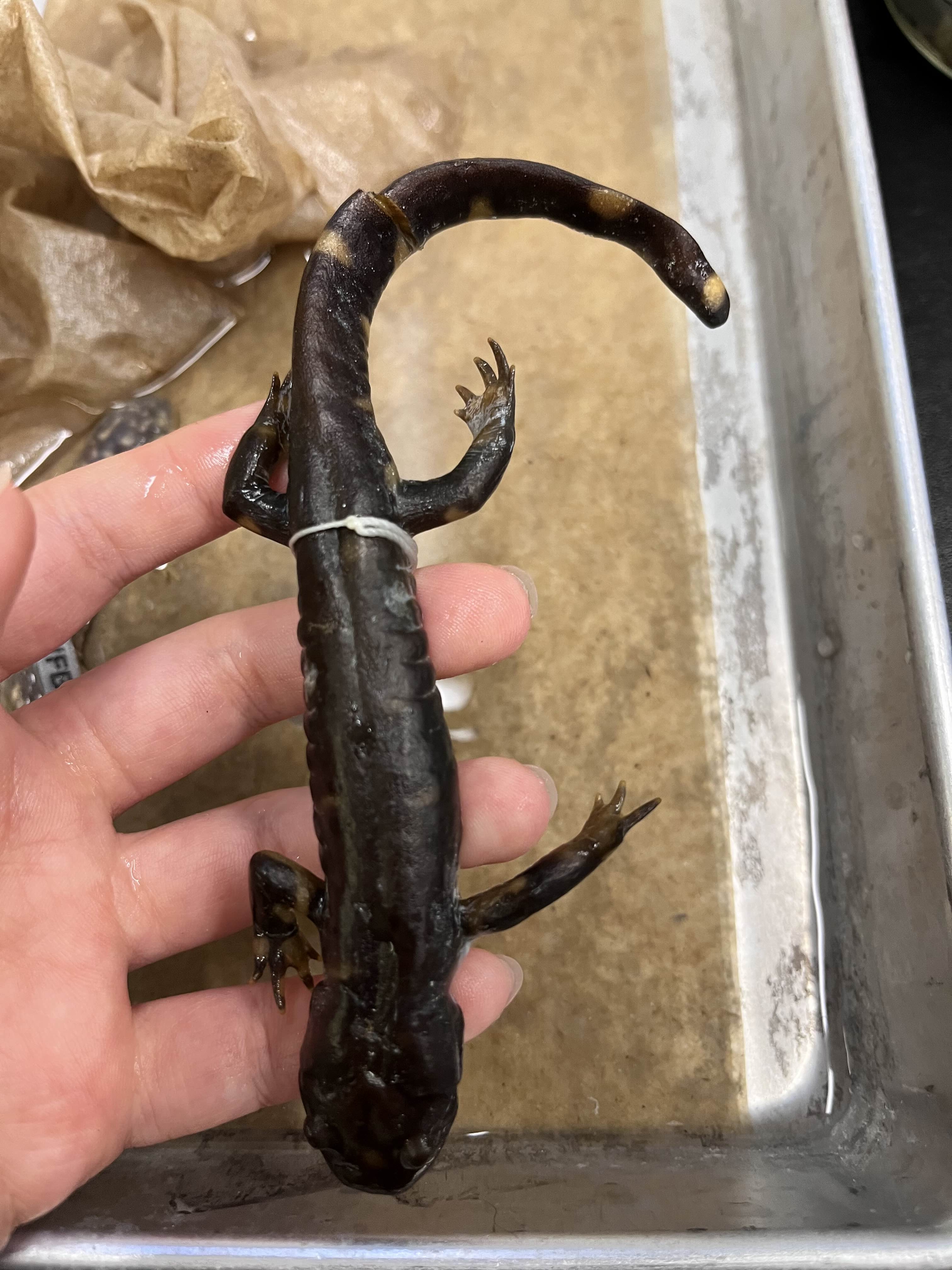 <p>Family and Genus + Species?</p><ul><li><p><strong>yellow/white spots</strong></p></li><li><p>Costal grooves</p></li><li><p>bay area/central</p></li></ul><p></p>