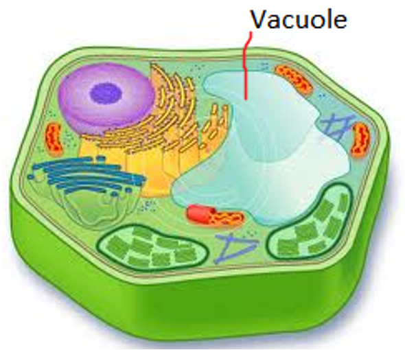 <p>Takes up majority of the cytoplasm in mature plant cells</p><p>Filled with fluid which serves as storage for sugars, minerals, water and proteins.</p>