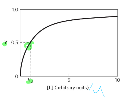 <p>Y=L/L+Kd</p><p>kd=[L] at ½ Y </p>