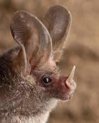 <p>triangular sliver of skin projecting up off nose, can see snow white bat w/ bright yellow nose and ears</p>