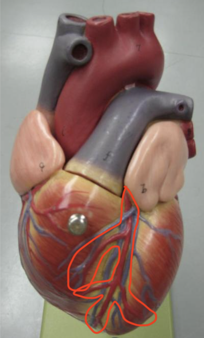<p>red artery running down middle front of heart</p>