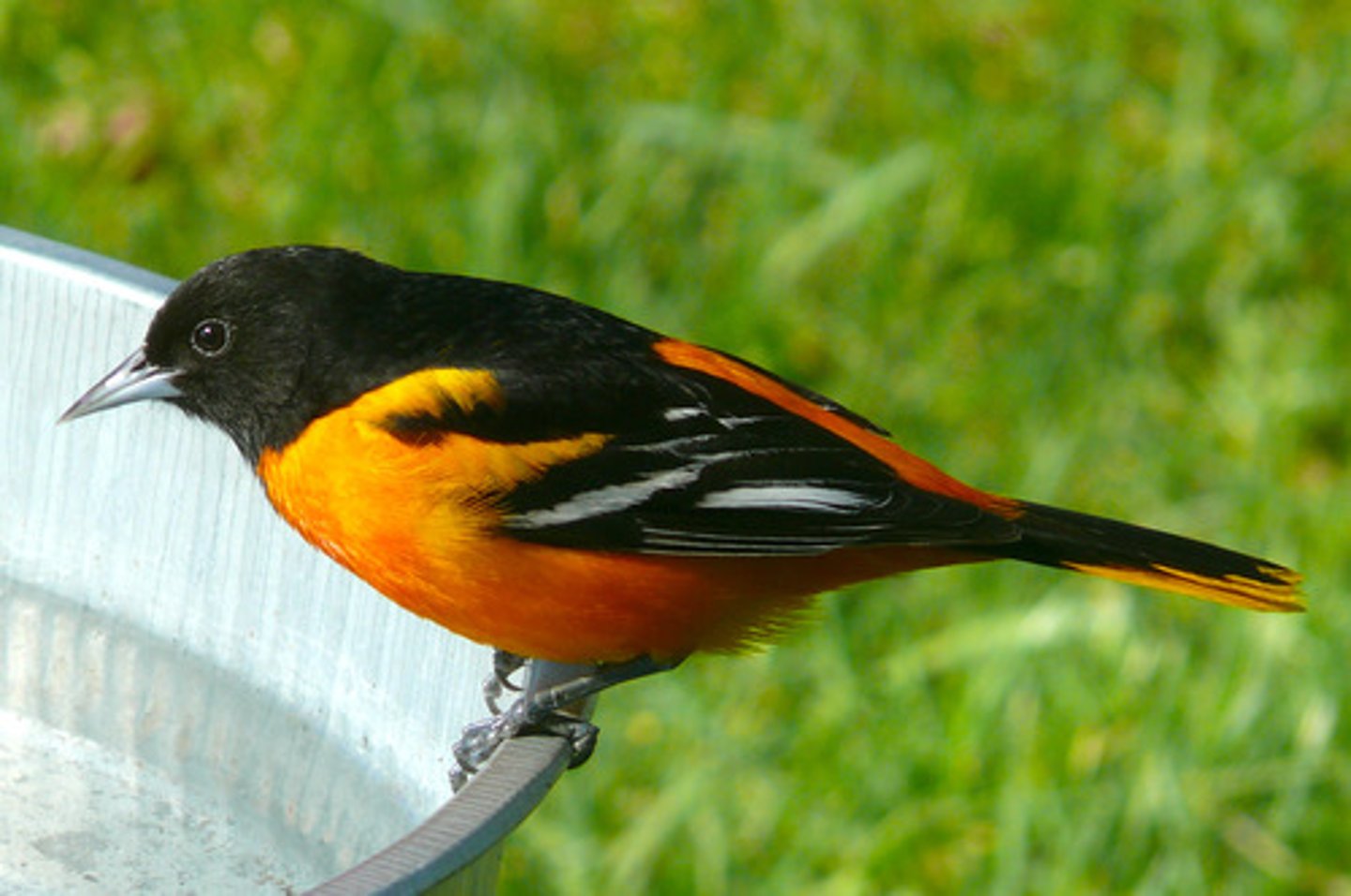 <p>Passeriformes</p><p>Bright orange, white wingbar</p><p>Female is orange-ish yellow</p>