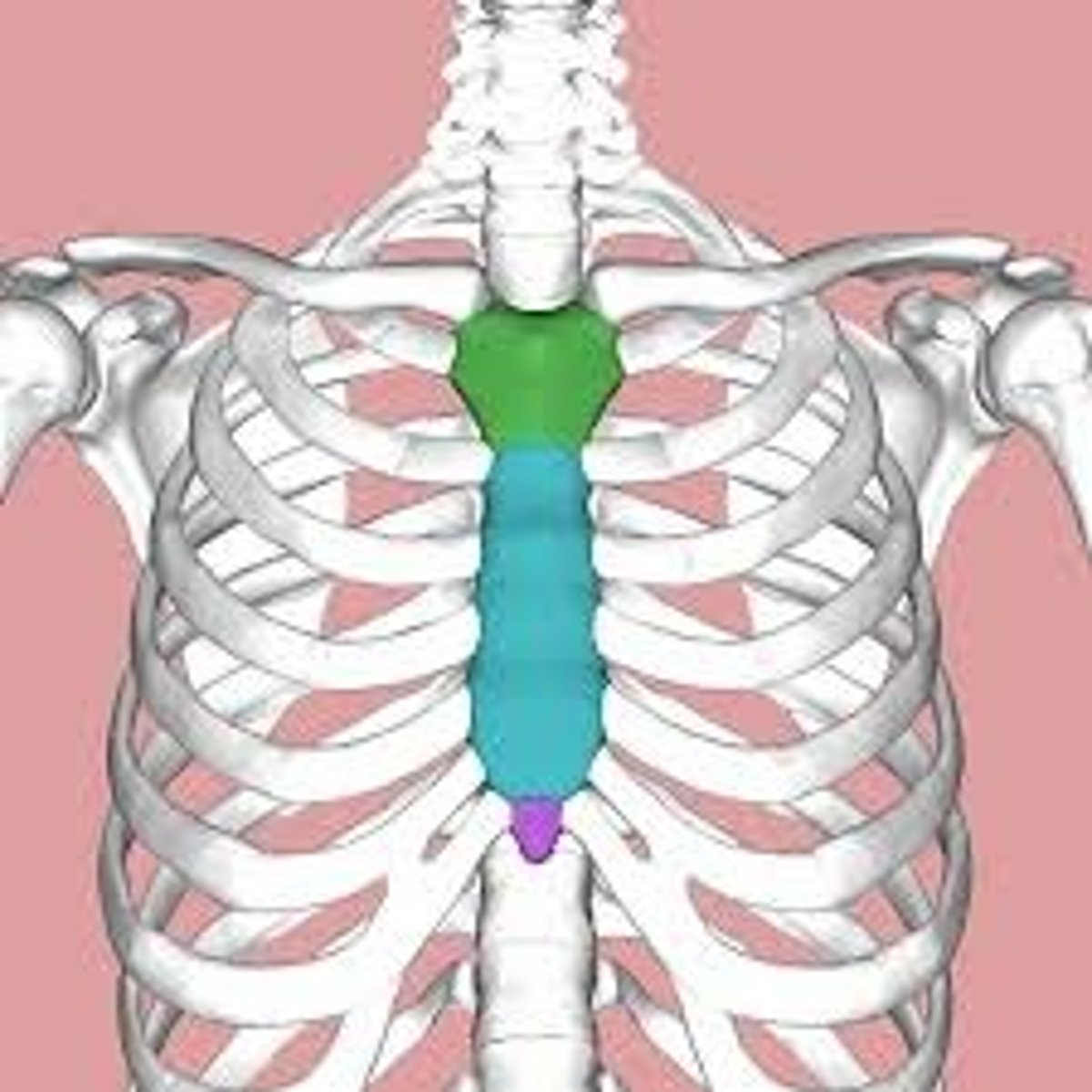 <p>what are the parts of the sternum?</p>