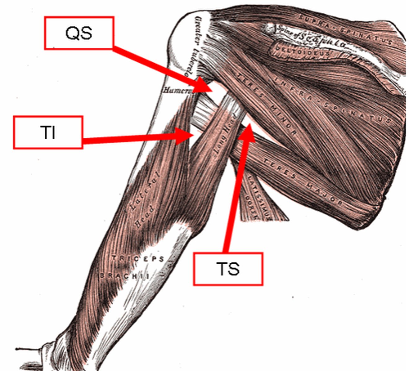 <p>teres major, long head of triceps, humerus</p>