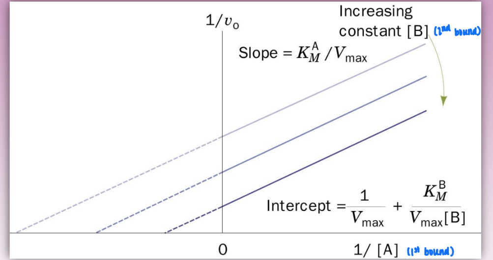 <ul><li><p>bi product, bi substrate</p></li><li><p>double displacement reaction</p></li><li><p>characterized by parallel lines on double reciprocal plot and&nbsp;E’</p><ul><li><p>E’ = covalently modified enzyme</p><ul><li><p>enzyme steals fnxal group of A to later pass to B</p></li></ul></li></ul></li></ul><ul><li><p>order matters = A binds before B</p></li><li><p>steps:</p><ul><li><p>E + A → EA (binding)</p></li><li><p>EA → E’ + P (catalytic/conversion &amp; dissociation step)</p></li><li><p>E’ + B → E’B binding</p></li><li><p>E’B → E + Q&nbsp; (catalytic/conversion &amp; dissociation step</p></li></ul></li></ul><p></p>