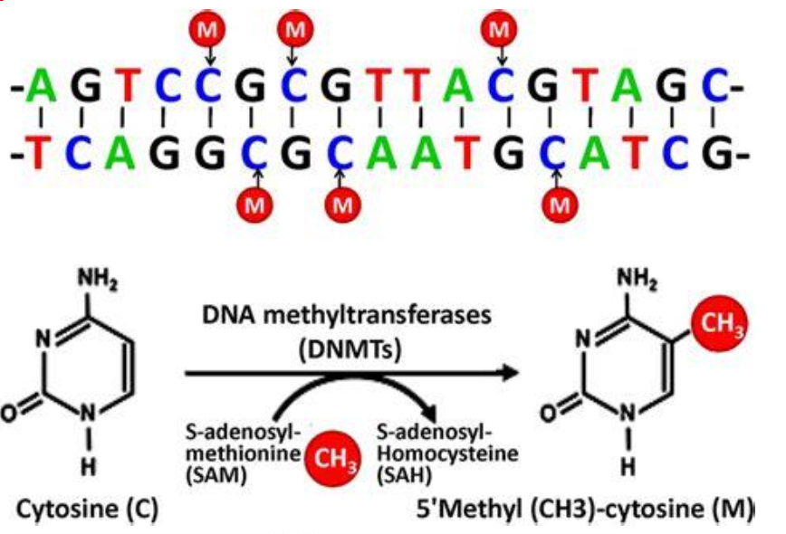 <p>DNA methylation is a chemical modification of DNA. Tell me more about it. </p>
