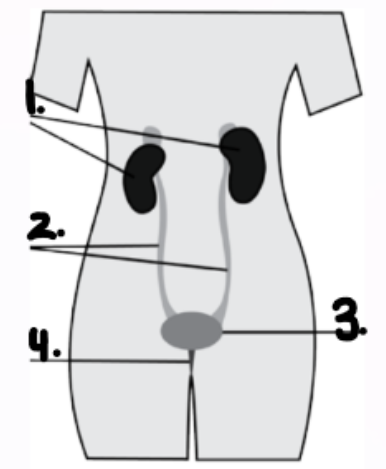 <p>label parts and name system:</p>