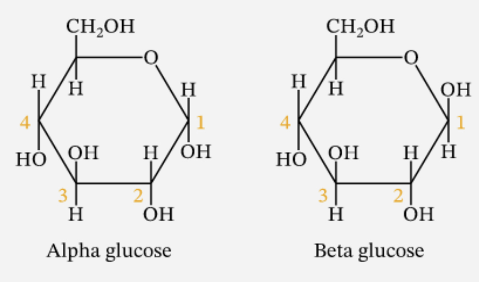 <p>Alpha → H on top</p><p>THE 1st CARBON IS BONDED TO H ON TOP</p><p>Beta → H on bottom</p><p>THE 1st CARBON IS BONDED TO H ON THE BOTTOM</p>