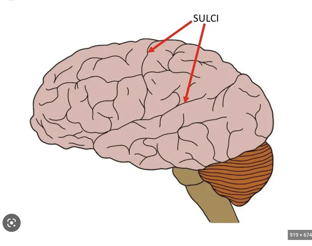 <p>a groove or furrow, especially one on the surface of the brain.</p>