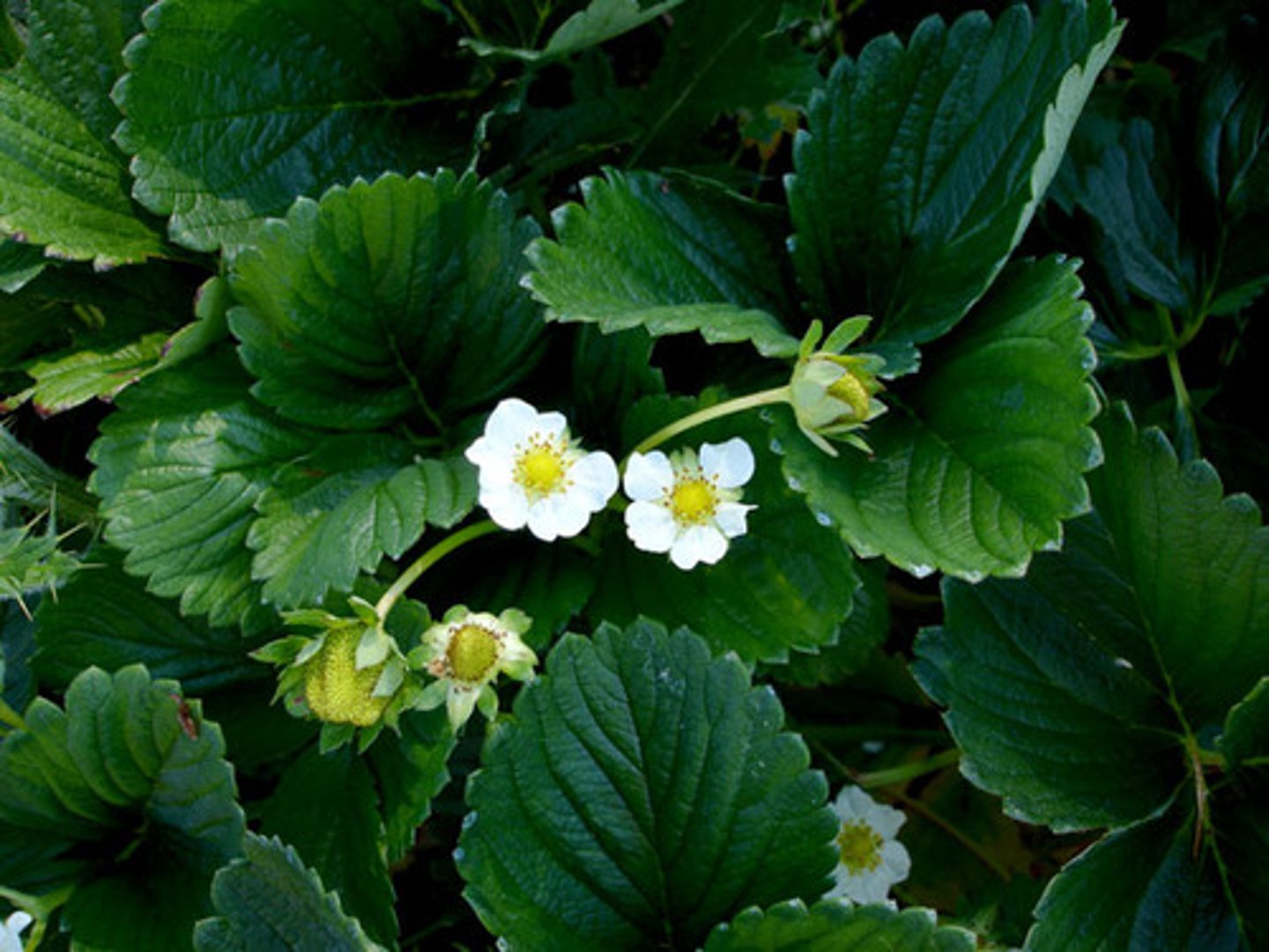 <p>Five-petaled white flowers with yellow centers</p><p>Flowers appear on the plants in early spring and give way to large red berries which mature in late spring to early summer.</p><p>Leaves are compound with three leaflets and have serrated edges</p>