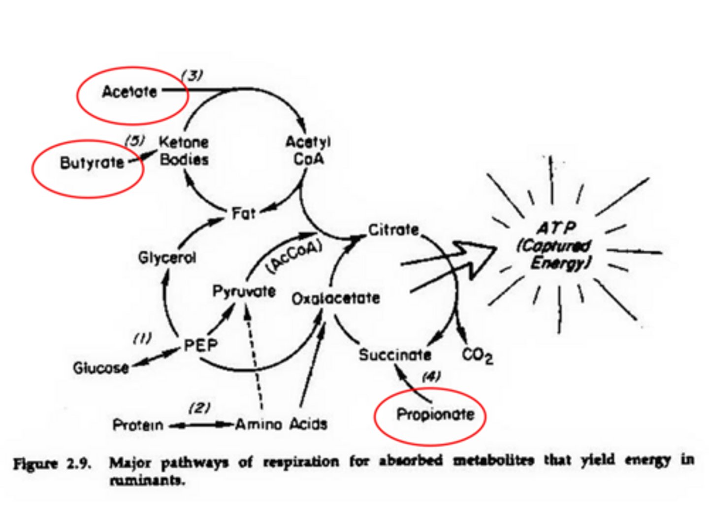 <p>butyrate is the precursor for ____ and enters Krebs at ketone bodies</p>