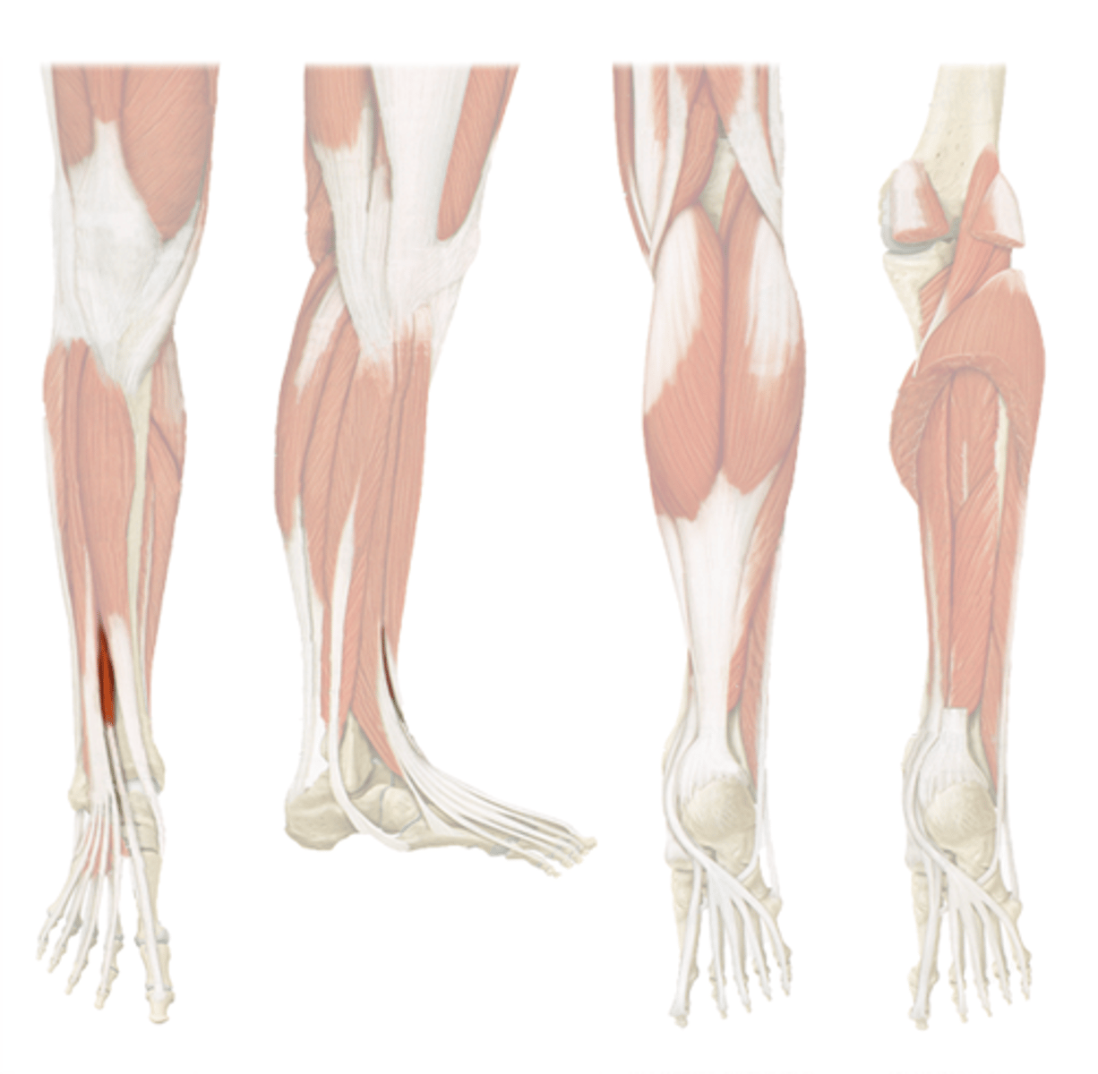 <p>Extensor hallucis longus</p>