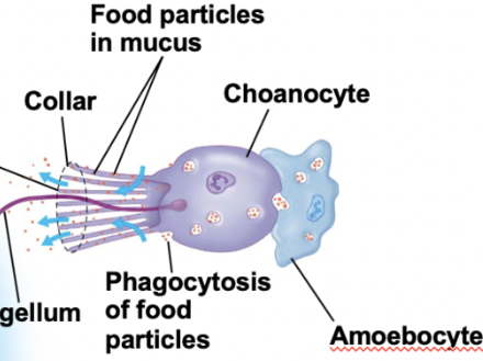 <p>amoeboid cells found in sponge that can transfrom into any of the animal;s more specalized cell types</p>