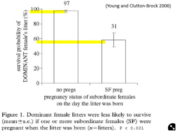 <ul><li><p>live in social groups, 1 dominant female, subordinate females</p></li><li><p>the dominant and some subordinate females breed</p></li><li><p>pregnant females carry out the infanticide</p></li></ul>