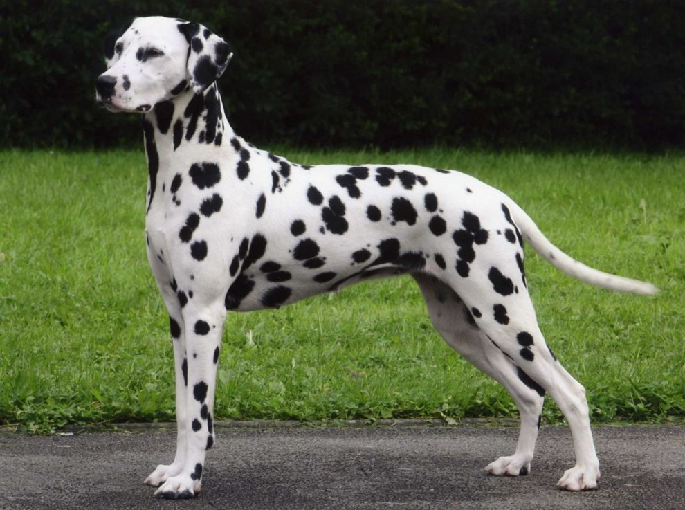 <p>Dalmatian </p>