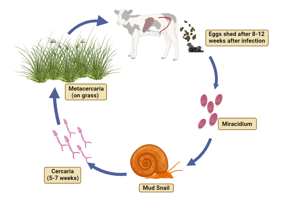 <p>Life cycle of?</p>