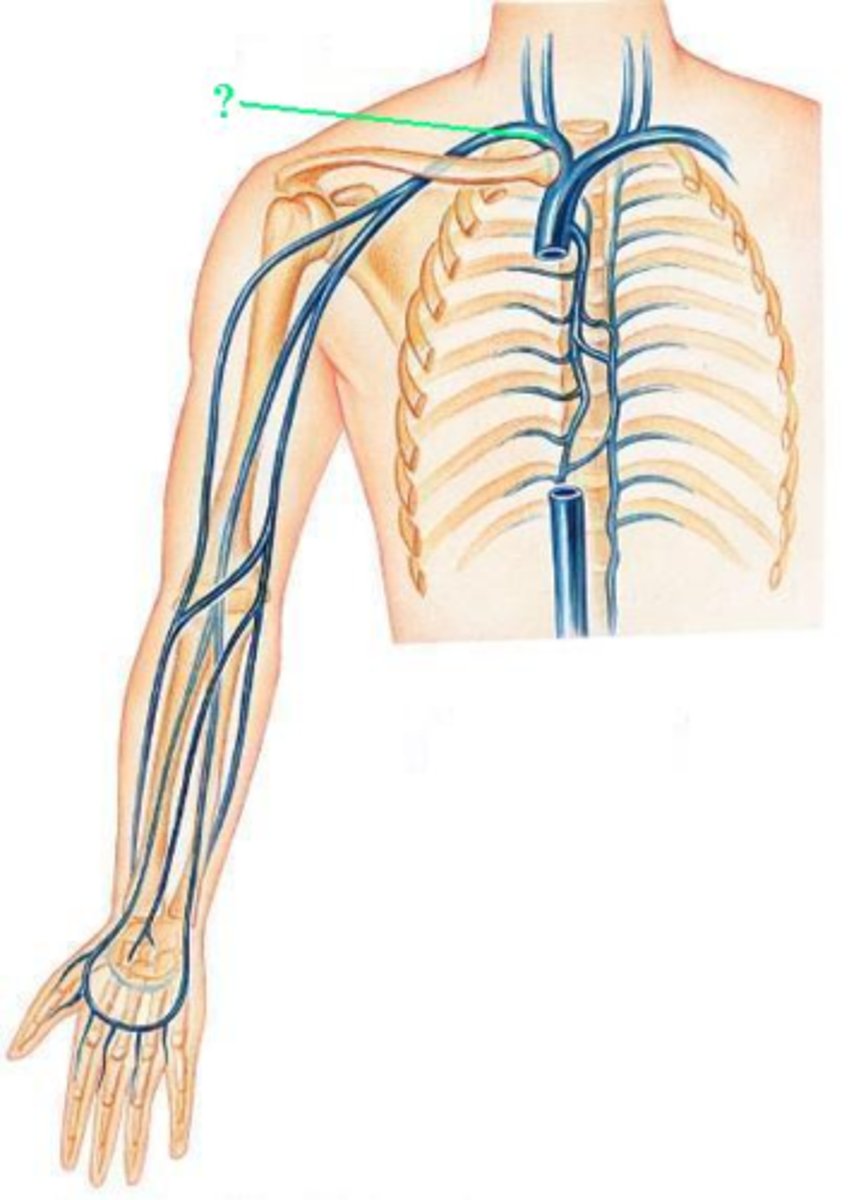 <p>Identify the indicated blood vessel.</p>